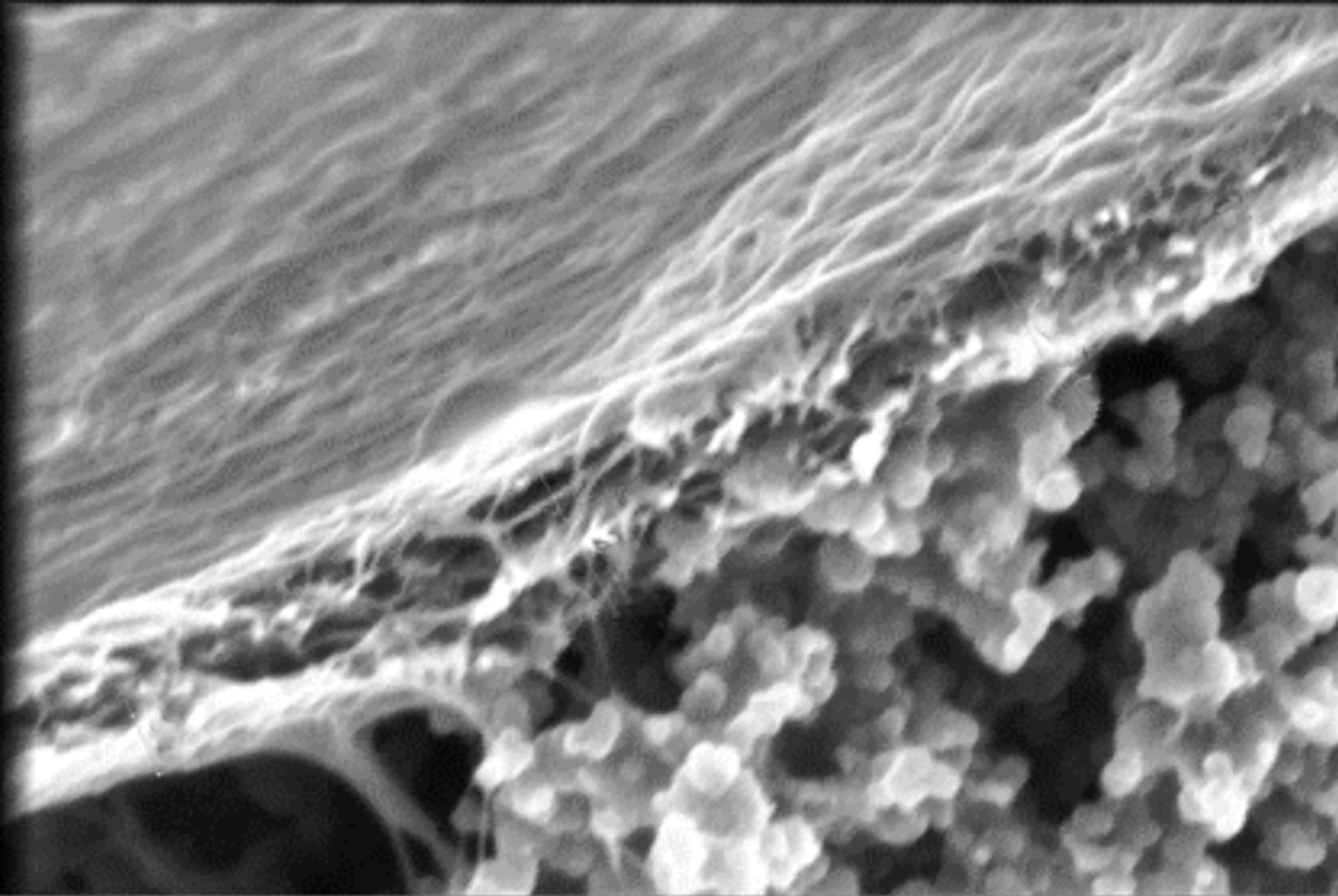 Scanning electron micrograph, in cross-section, of an ARACHNE aramid nanofiber separator deposited directly on a sulfur–carbon cathode