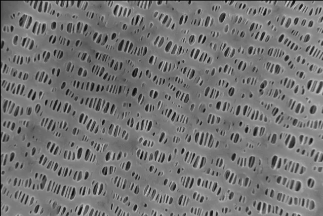 Scanning electron micrograph of a Celgard 2400 polypropylene separator surface showing elongated slit-shaped pores